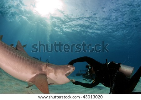 Tiger shark being fed at Tiger Beach, Bahamas