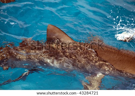 Tiger shark hunting on the surface.