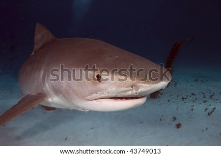 Tiger sharks are the apex predators of the Caribbean
