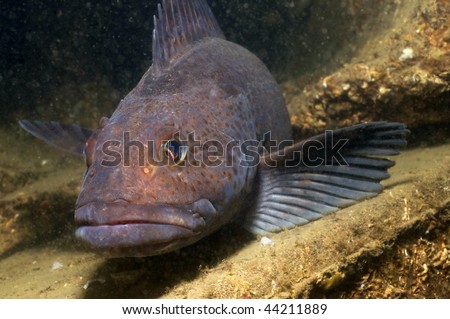 Largest Cod