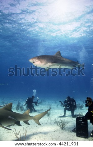 A tiger shark shark circling around a group of divers.