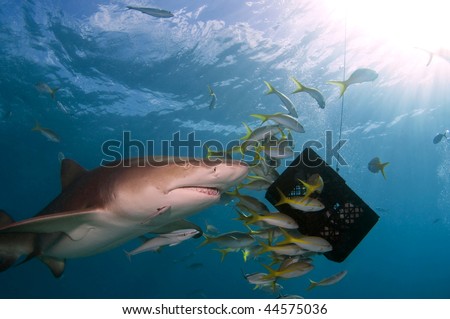 A lemon shark showing interest at a bait box.