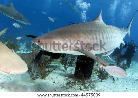 A tiger shark admist a group of lemon sharks.