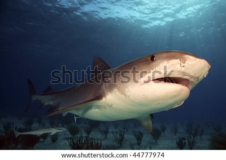 Tiger sharks are fairly common at Tiger Beach, Bahamas