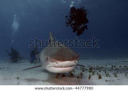 Tiger sharks are fairly common at Tiger Beach, Bahamas