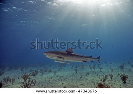 A tiger shark cruising the shallows at Tiger Beach