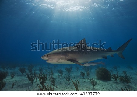 Emma Tiger Shark is a popular shark that hangs out at Tiger Beach, Bahamas.