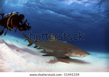 A diver video tapes a lemon shark at Tiger Beach, Bahamas