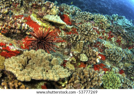A slate pencil urchin moves slowly a cross a coral reef at Molokini Crater