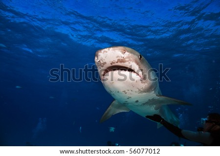 A diver gives a ten foot tiger shark a belly rub