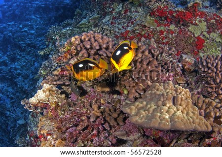 Two butterfly fish over a coral reef.