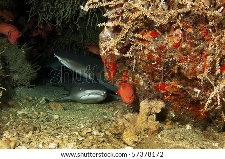 The white tipped reef shark is Hawaii\'s most common shark.