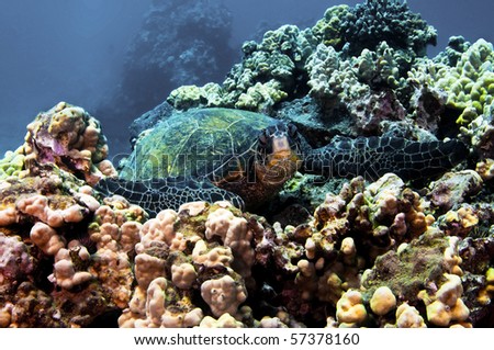 Turtle town in Hawaii is a popular place for green sea turtles and eco tourists alike