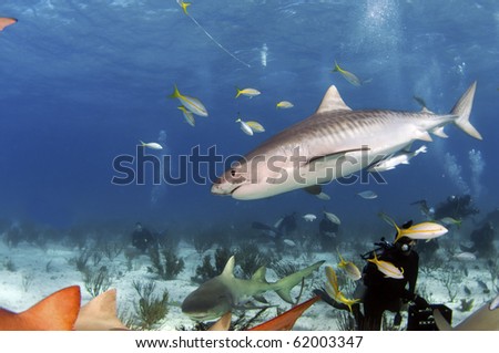 A tiger shark seems to be inspecting the pack of lemon sharks on the bottom