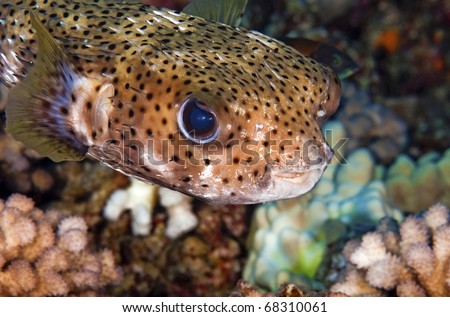 A close up of a porcupine puffer fish