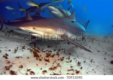 A pack of Caribbean reef sharks searching for food.