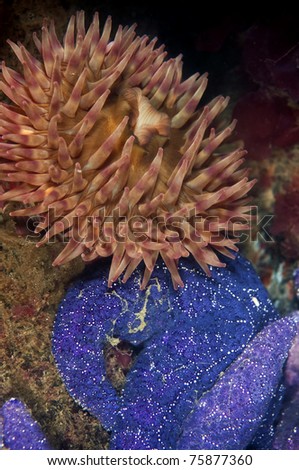 An ochre sea star get cozy with a fish eating anemone.