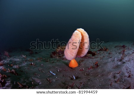 A sea pen living a solitary life on the ocean bottom