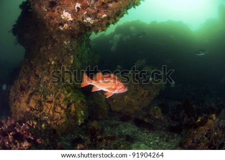 A canary rock fish swimming by a cold water reef