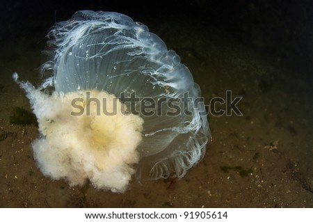 An egg yolk jelly drifting on the ocean currents