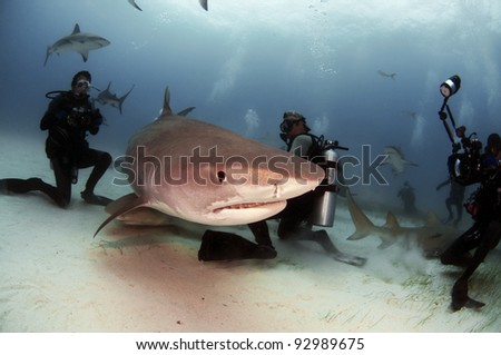 A group of divers photograph and interact with a tiger shark