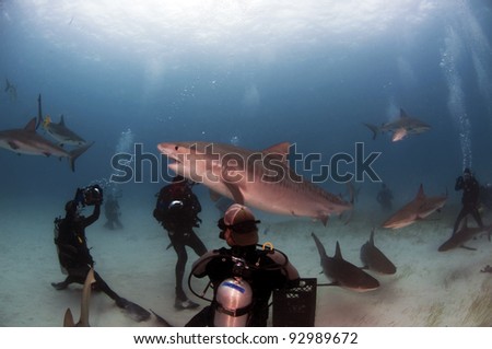 A group of divers photograph and interact with a tiger shark