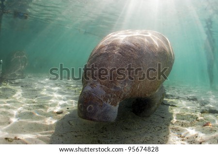 Once mistaken for mermaids, manatees are nothing like the mythical creature they thought they were.