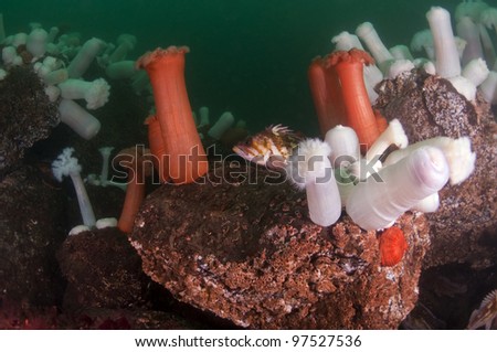 A copper rock fish sitting in his underwater garden