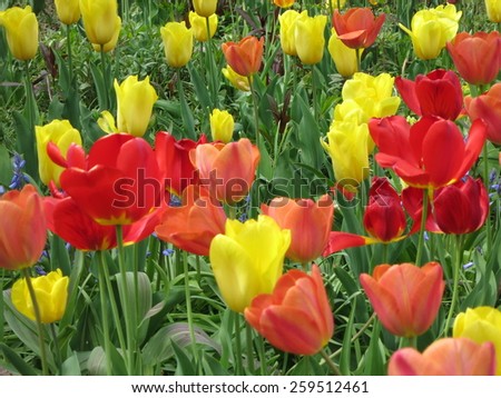 sea of colorful flowers