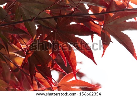 Autumn foliage. Japanese Red maple tree leaves isolated on white background  (Acer Palmatum)