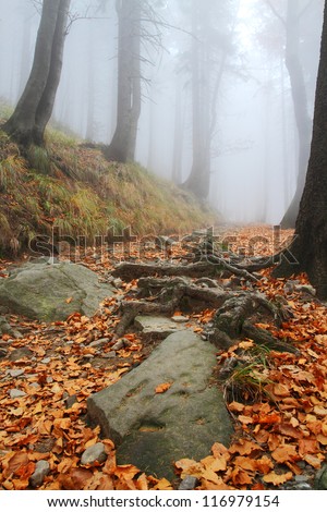 Tourist path across misty forest with stones.
