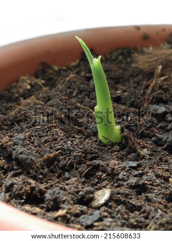 Young ginger plant growing in flower pot.