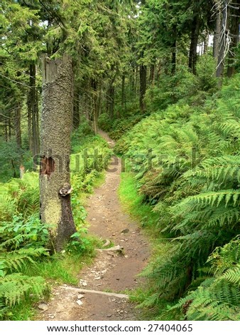 Tourist path across deep forest