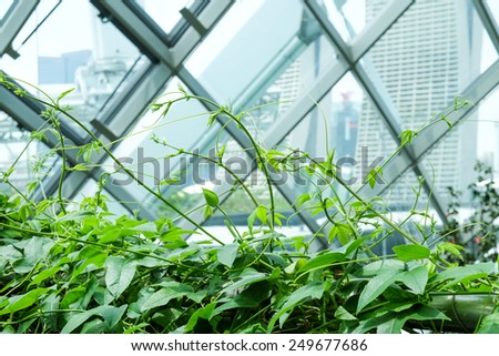 Climber Plant
