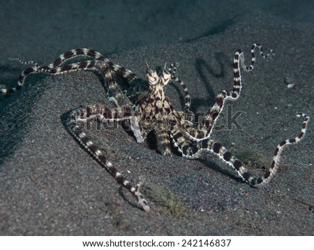 Mimic Octopus on Sand