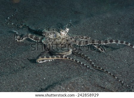 Mimic Octopus on Sand in Bali