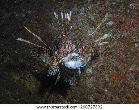 Lion fish with Mouth open
