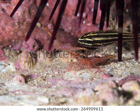 Scorpion Fish Closeup