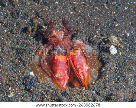 Mantis Shrimp hiding in the sand
