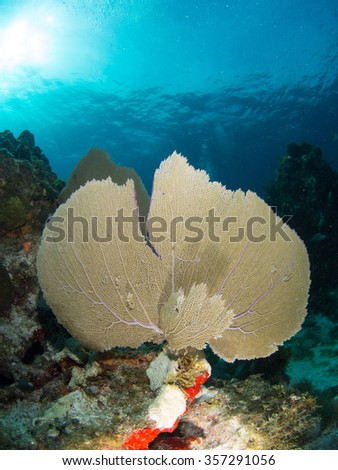 Lovely gorgonian sea fan coral with the sun behind in clear blue water on a Reef system off Isla Mujeres Cancun, Mexico