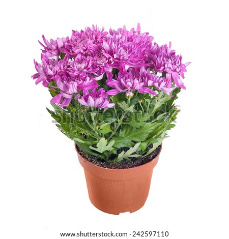 The pink chrysanthemum in a pot on white background in full size