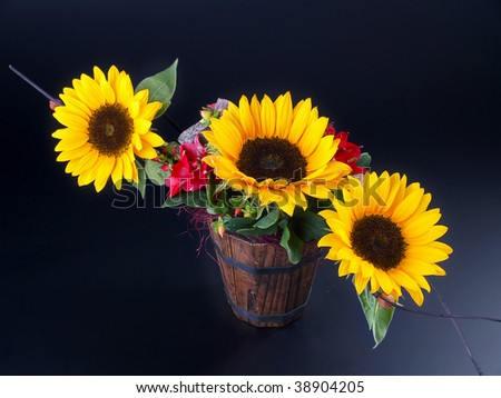sunflowers in a bucket isolated on black