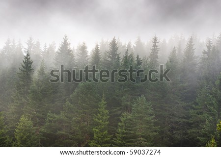 Foggy mountainside evergreen forest - layered pines in front of and behind fog