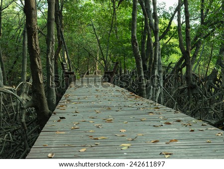 Deep Forest with Wooden Walk Path