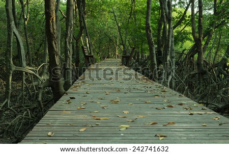 Deep Forest with Wooden Walk Path