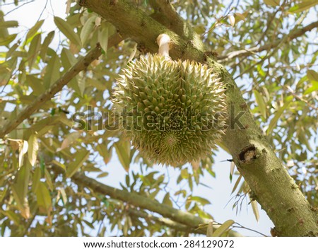 Durian, the king of fruits