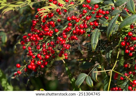 Gorgeous red berries blooming on a Heavenly Bamboo plant.