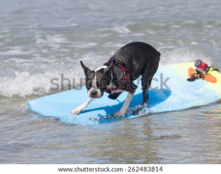 Boston Terrier surfing on the beach on a sunny say