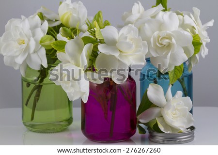 Bouquet of fresh White Gardenias placed in small red, green and blue mason jars on white or black background as a decoration for a table