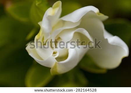 Soft white Gardenia flower close up